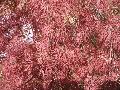 Red Filigree Lace Japanese Maple
